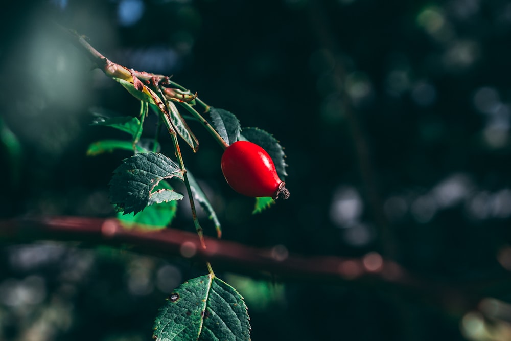 selected focus photo of red fruit with green leaf