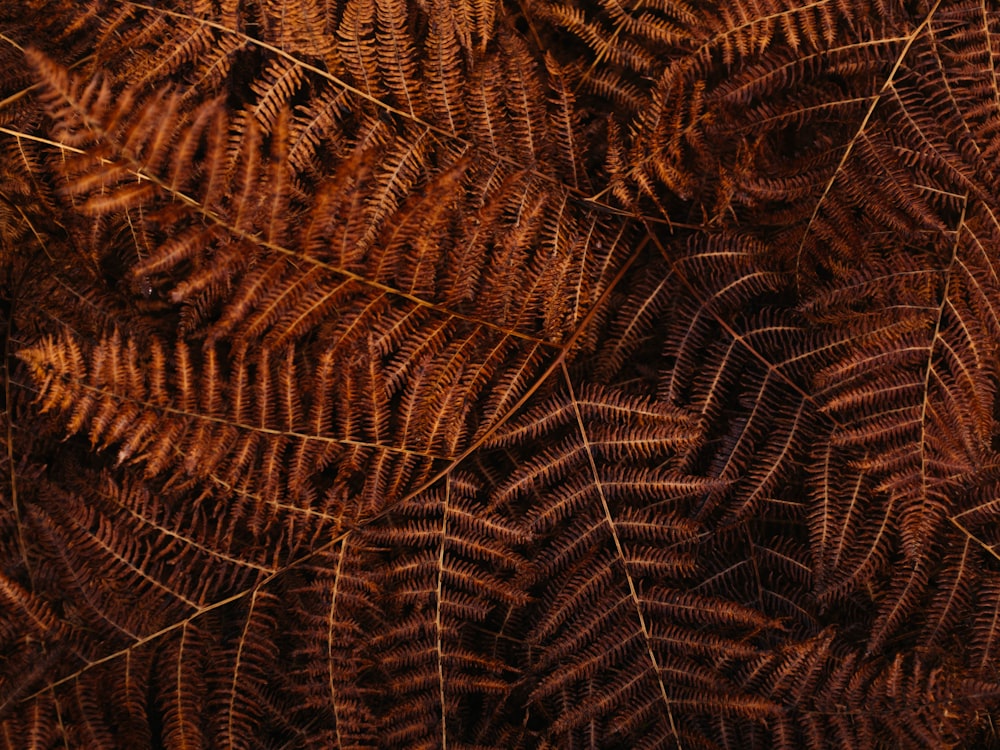 Foto de primer plano de hoja marrón