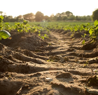 brown pathway between green leaf plants