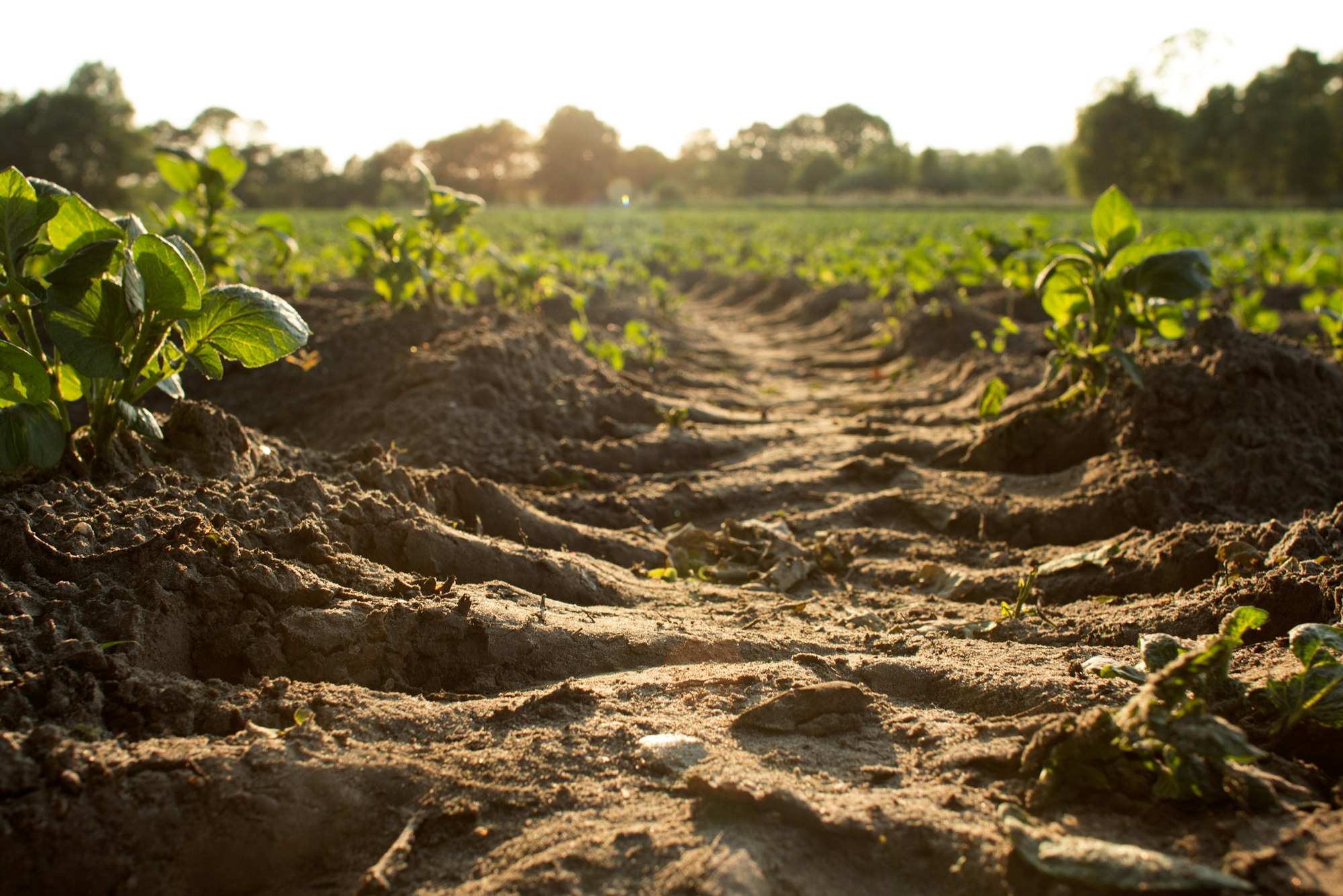 Preparing the Soil