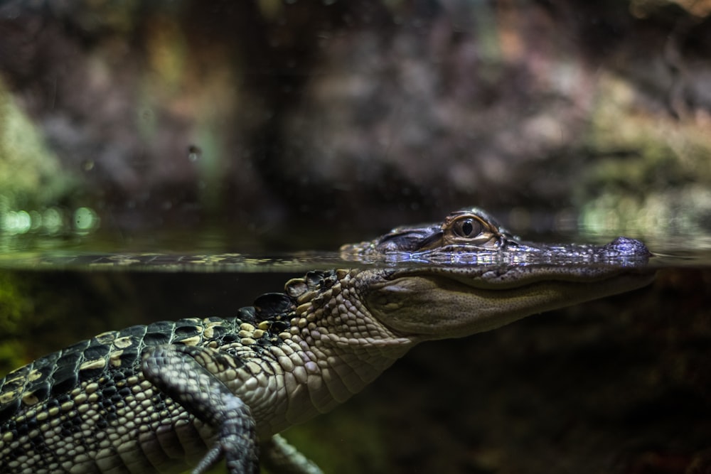 alligator on body of water