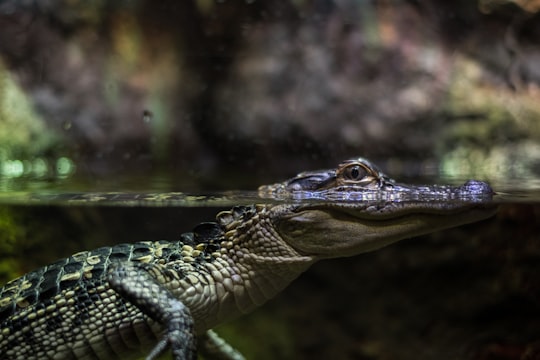 alligator on body of water in Shedd Aquarium United States