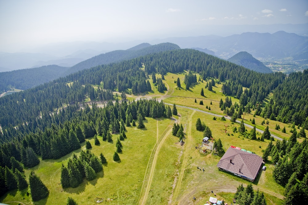 aerial photography of green leafed trees