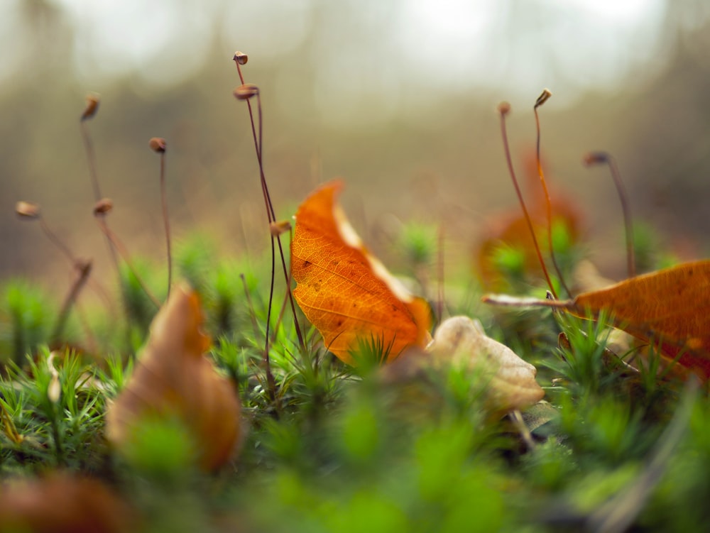 brown dried leaf on green grass field