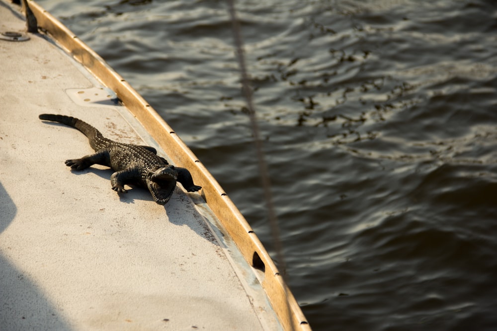 black alligator walking on white boat