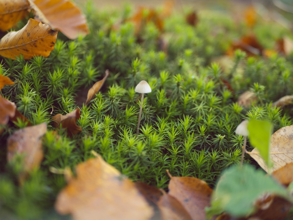 mushrooms on green grass surrounded with dried leaves