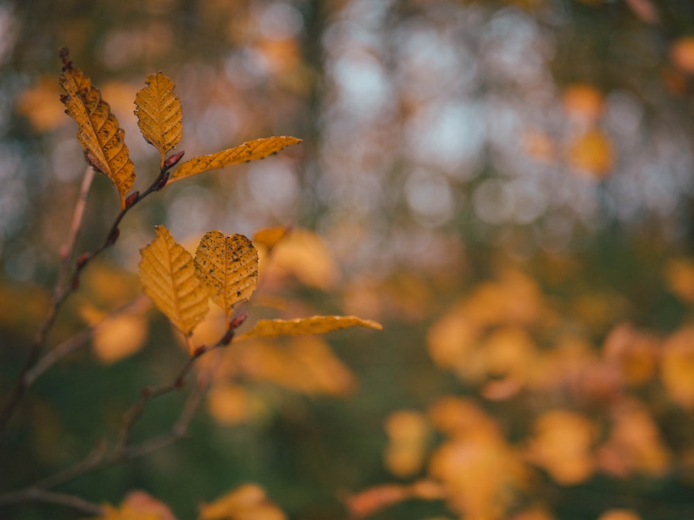 selective focus photography of orange leafed plant