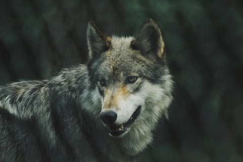 selective focus photography of gray wolf