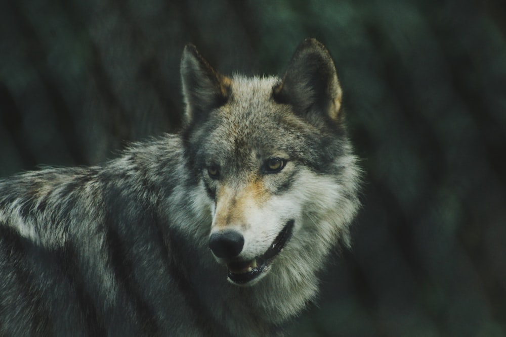 Fotografía de enfoque selectivo de lobo gris
