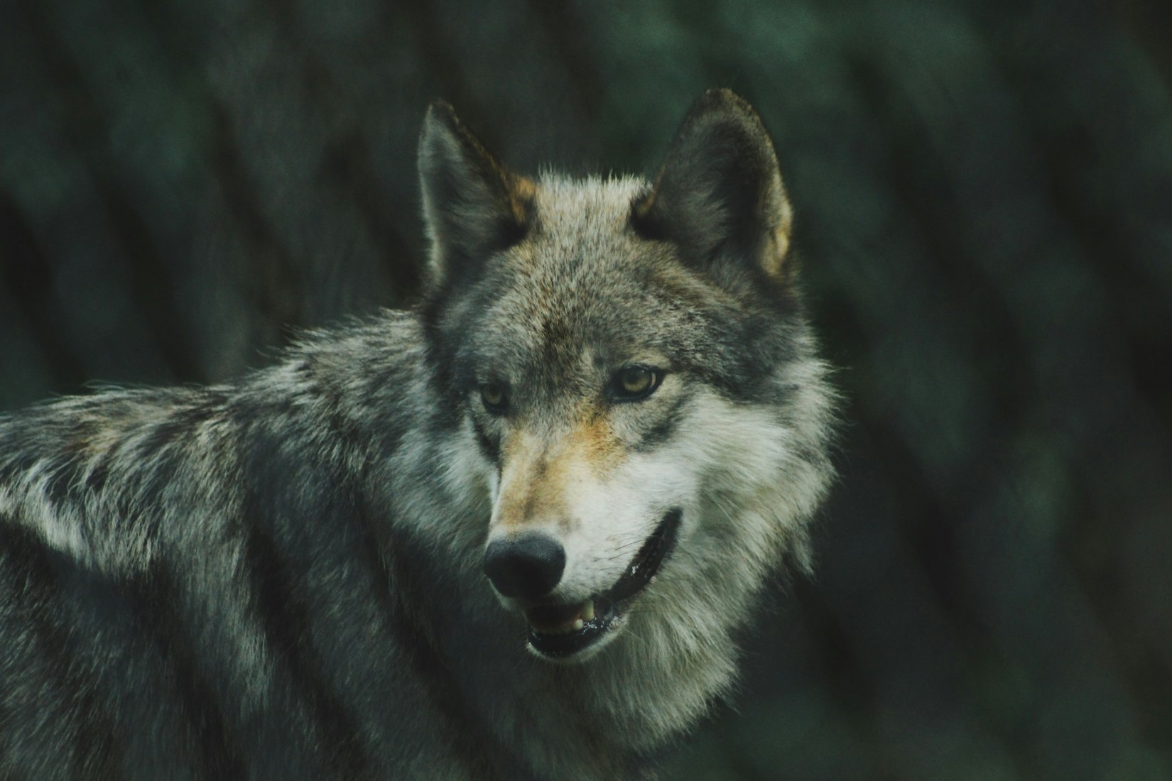 The Gray Wolf Leads the Way for Other Endangered Species