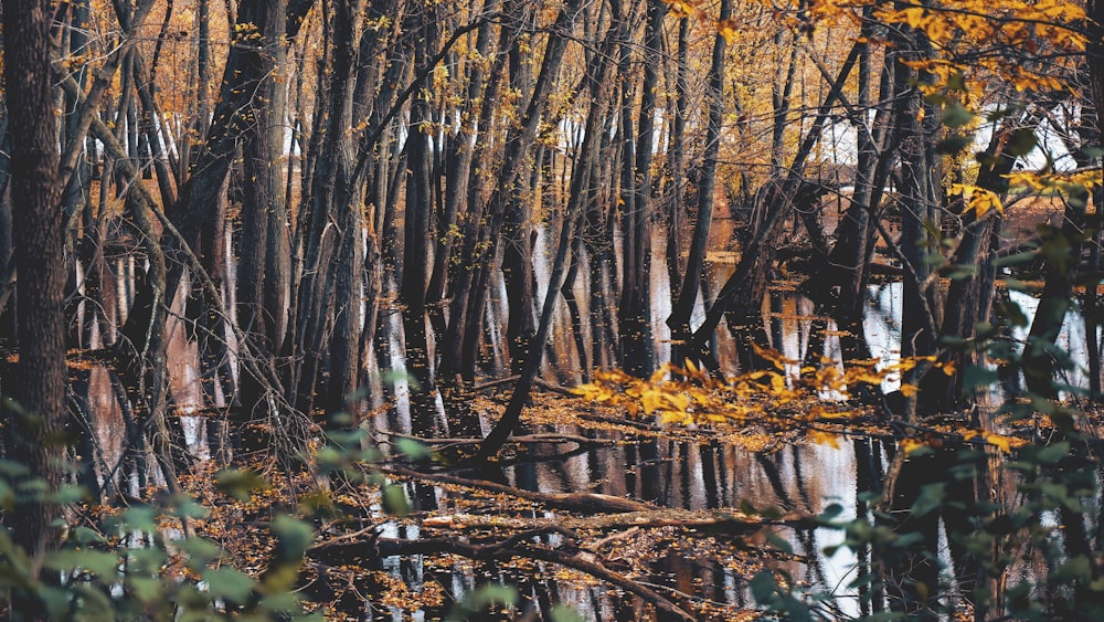 trees during daytime