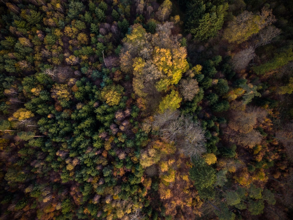 top view of forest