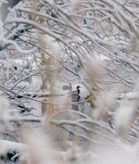 ducks swimming on lake