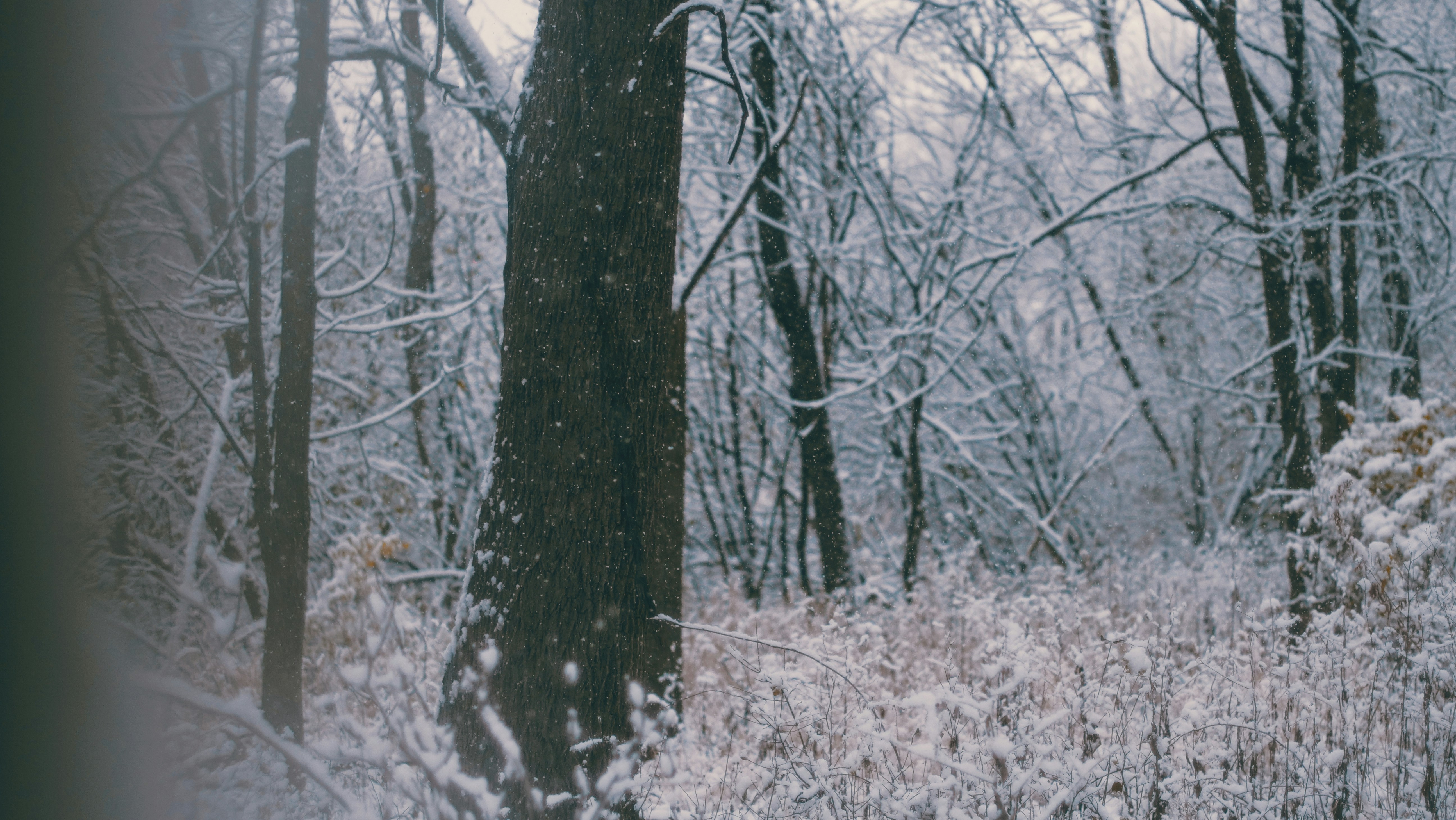 The Rhetoric of Expertise: How Professionals Establish Authority