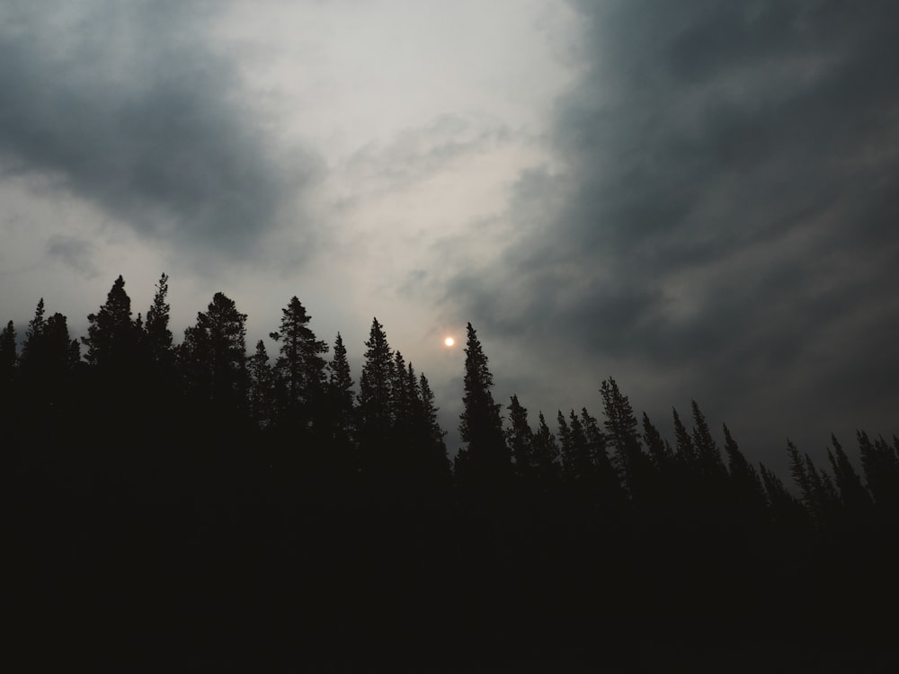 silhouette of trees under cloudy sky