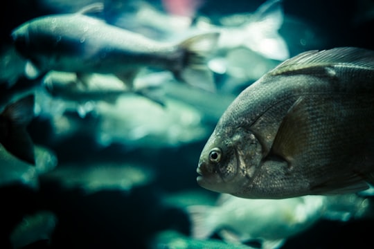 school of gray fish in Vancouver Aquarium Canada