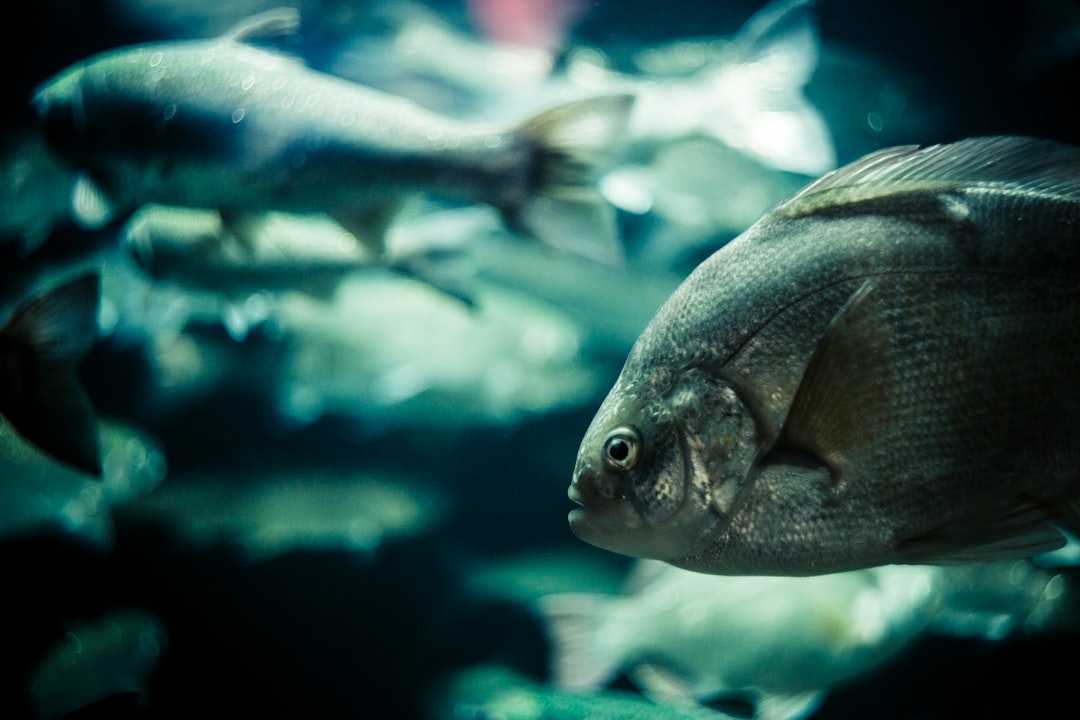 Underwater photo spot Vancouver Aquarium Canada