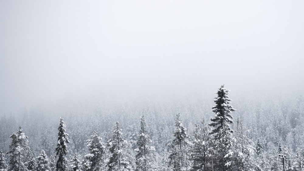 pine trees covered with snow