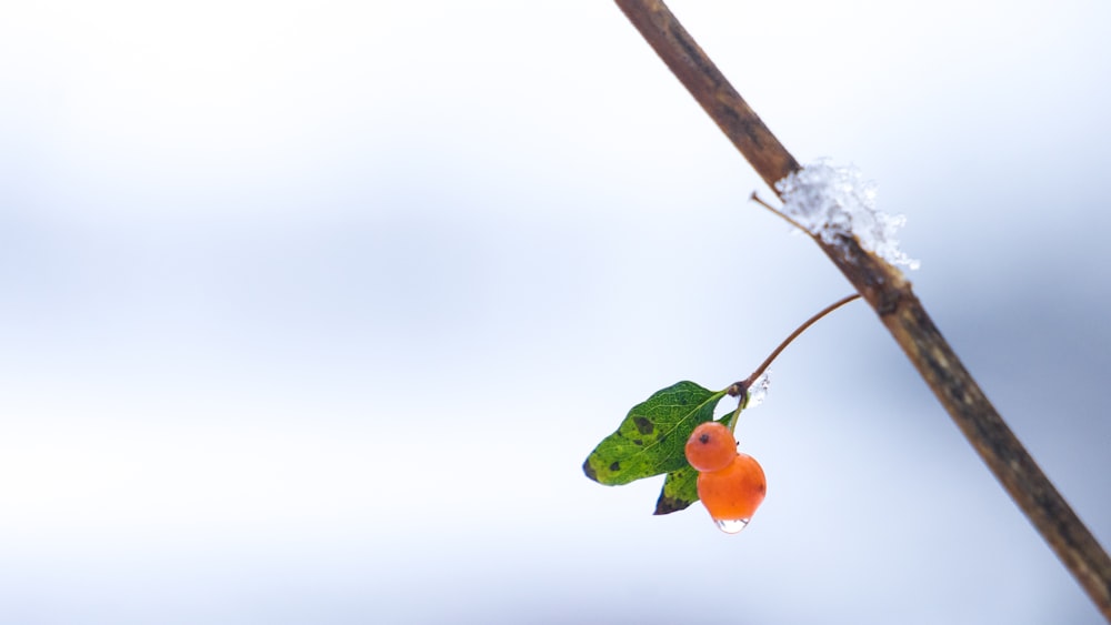 round orange fruits on tree