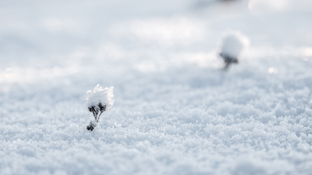 Photographie sélective de la neige