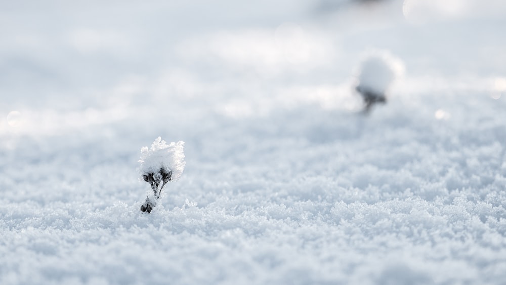 Selektives Fotografieren von Schnee