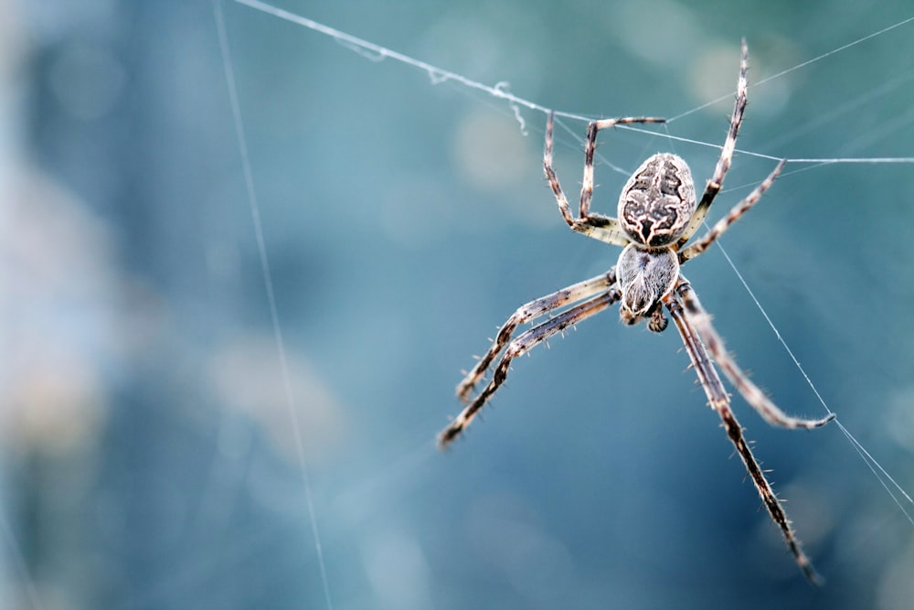 Photographie en gros plan de l’araignée brune