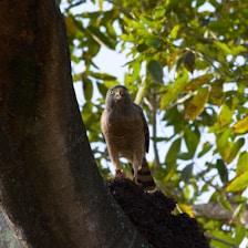A close-up of a vigilant bird perched on a branch at sunrise, symbolizing watchfulness.