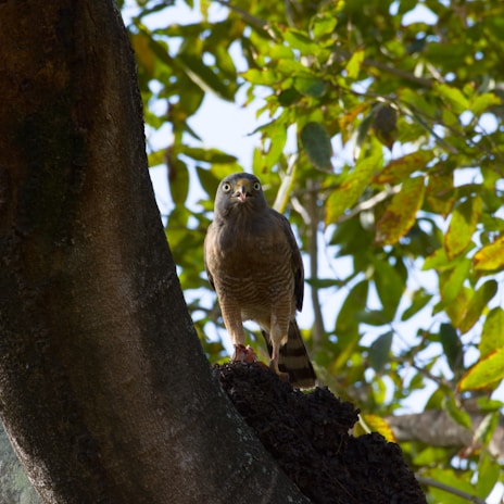 A close-up of a vigilant bird perched on a branch at sunrise, symbolizing watchfulness.