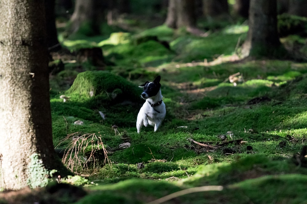 white and black dog on grass field between trees at daytime