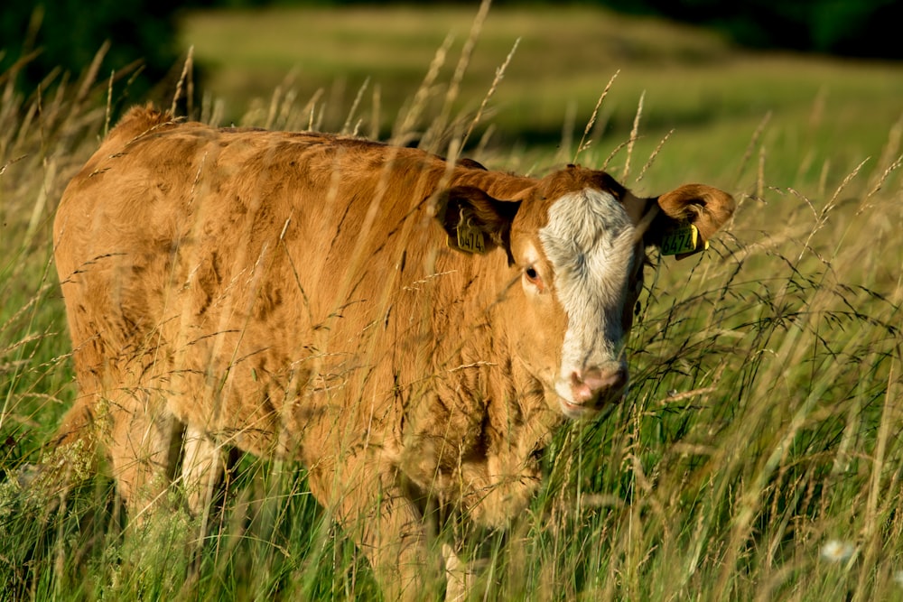 brown and white cattle on open filed