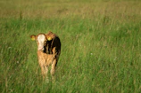 A farmer weighing a healthy calf on electronic scales outdoors