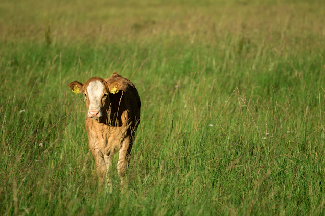 A farmer carefully weighing a healthy calf on modern electronic scales in a sunny farmyard.