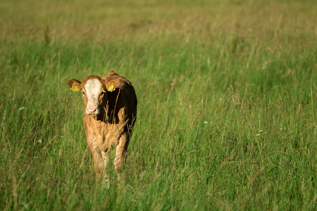 A farmer weighing a healthy calf on electronic scales outdoors