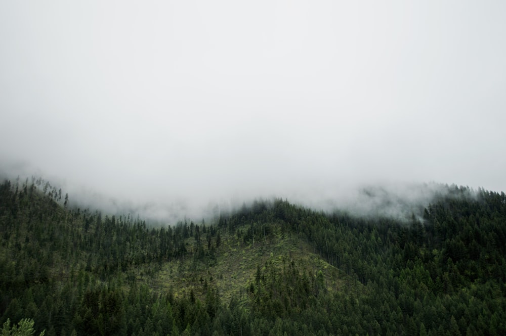 木々が生い茂る霧の山の航空写真
