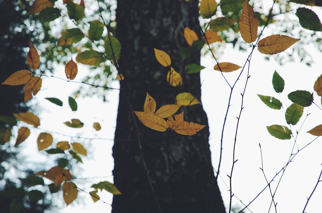brown leaf tree closeup photography