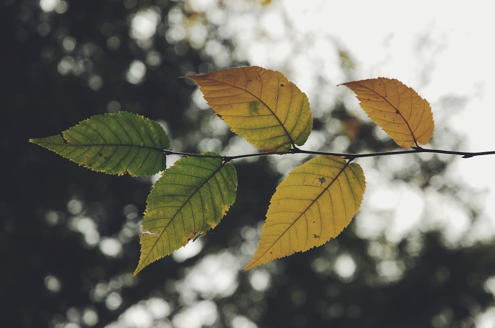 photo of green and brown tree leaves