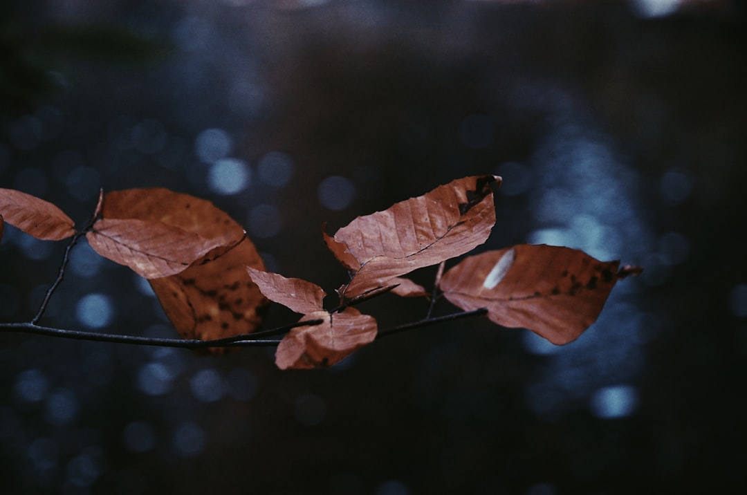 withered brown leaves in closeup photography