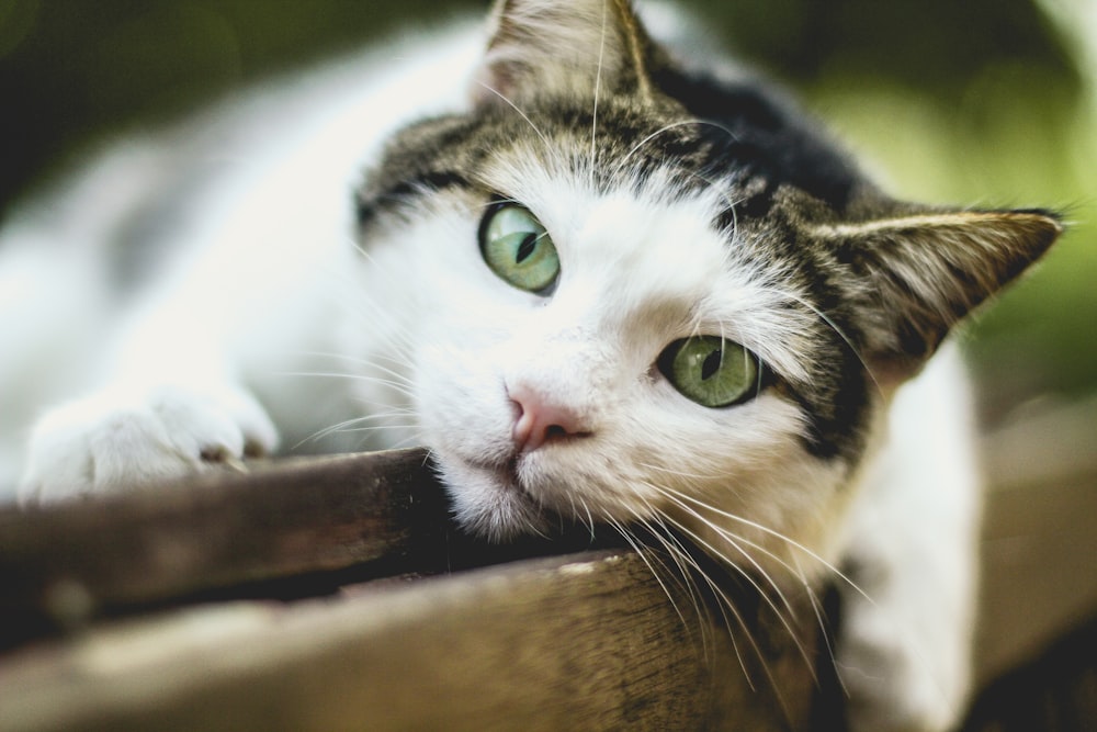 selective focus photography of silver tabby cat