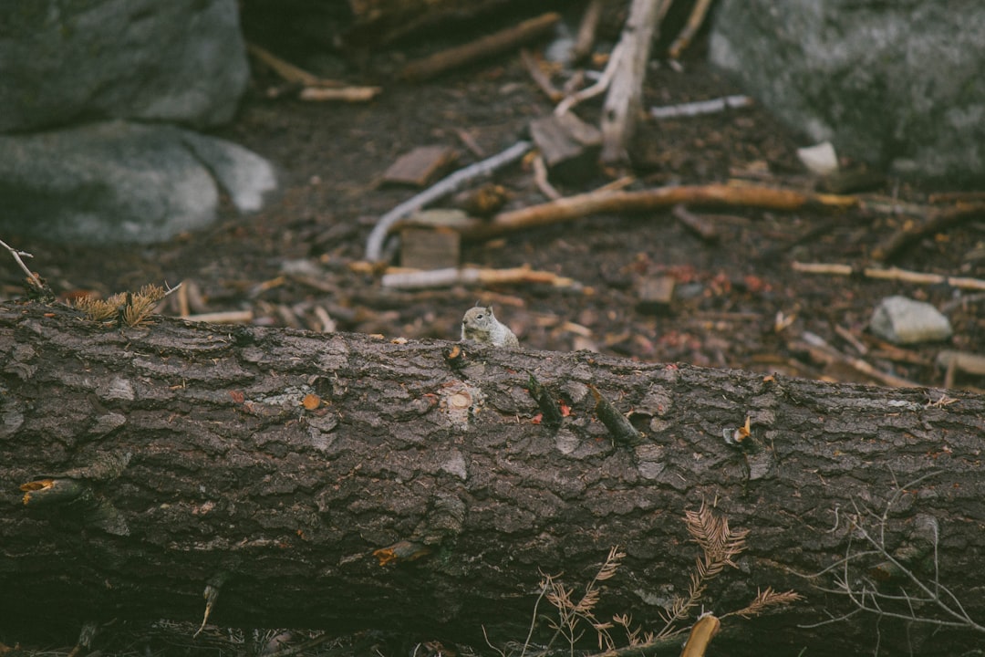 squirrel on tree trunk