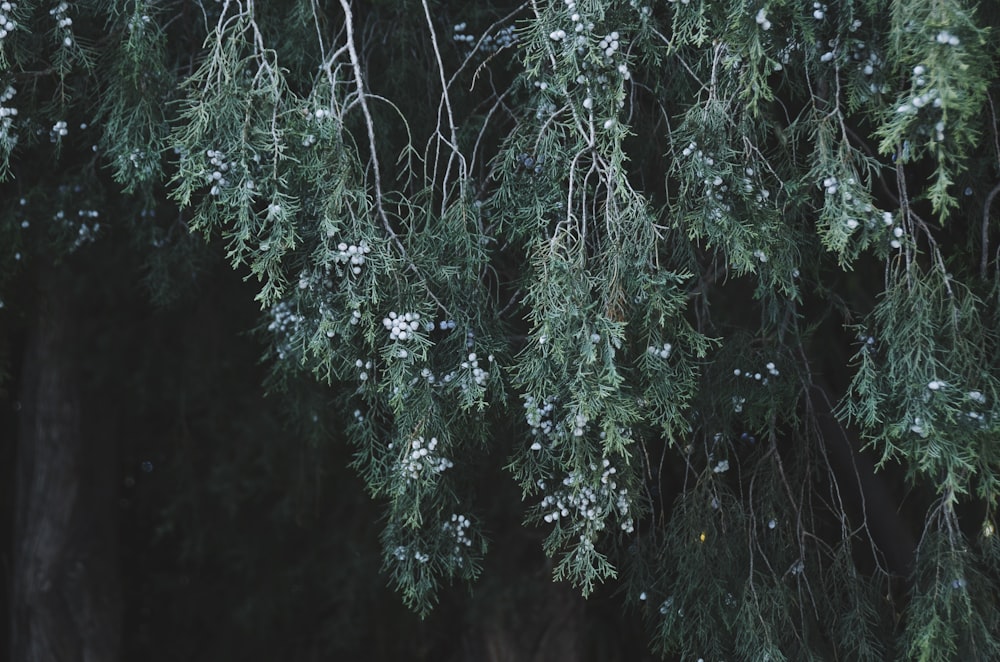 green tree with white petals