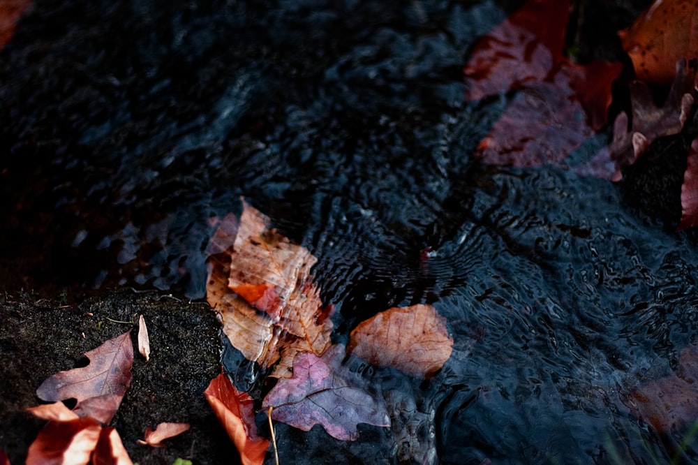 dried leaves in and on body of water