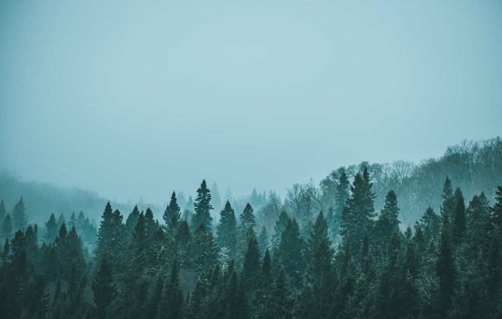 green tree near mountain