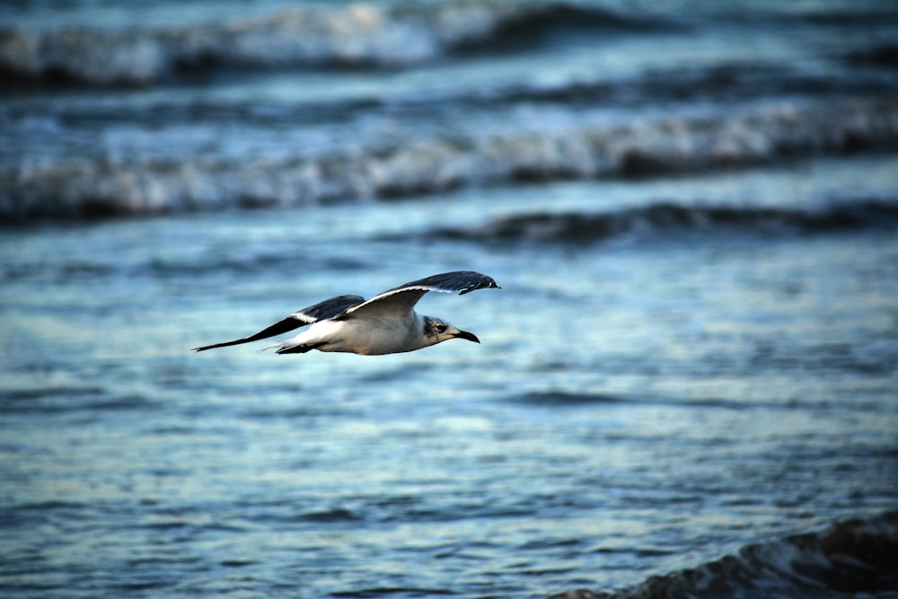 person taking a picture of gray and black bird flying