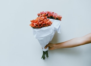 person holding red petaled flowers