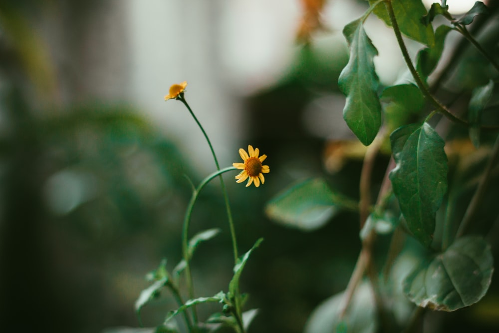 two yellow petaled flowers
