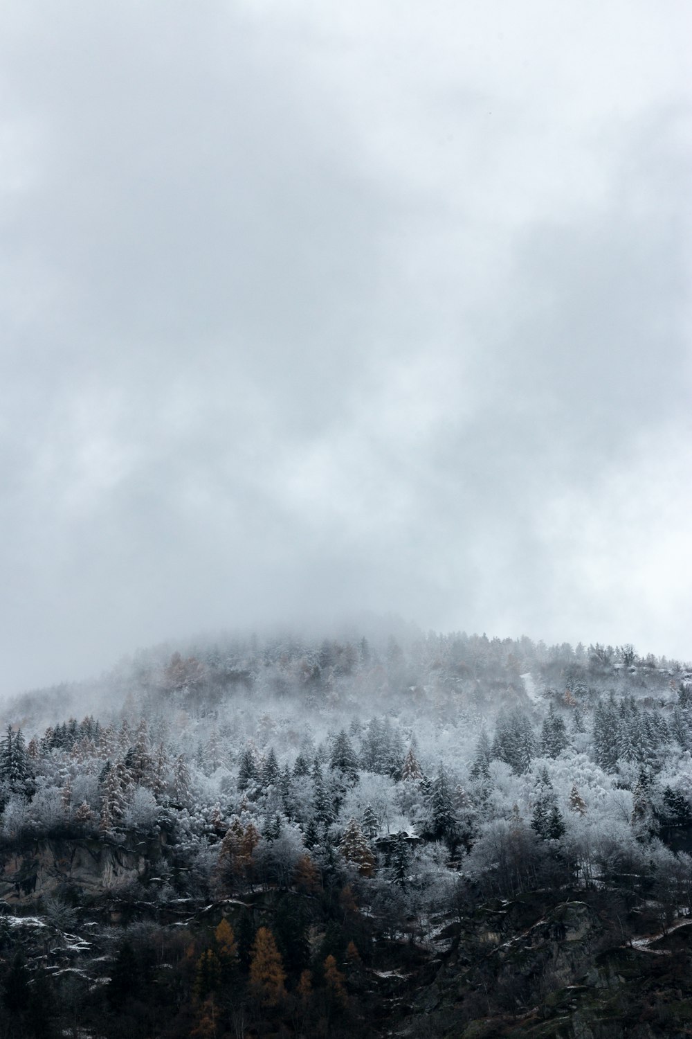 snow-covered forest during cloudy day