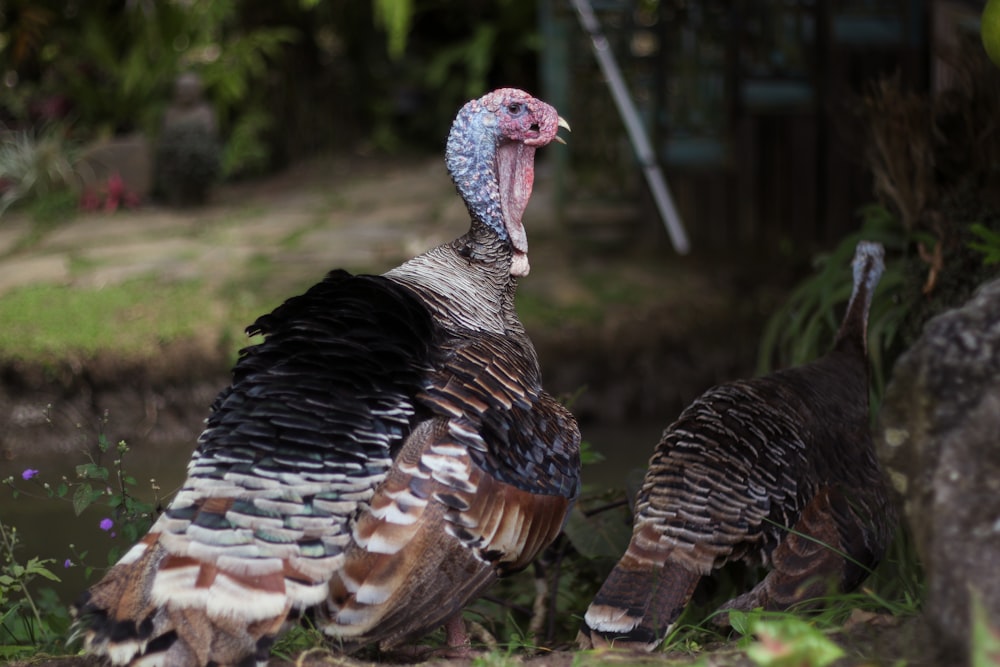 two brown turkeys on land