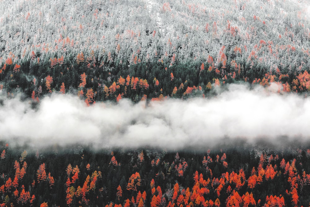 Forêt brumeuse pendant la journée