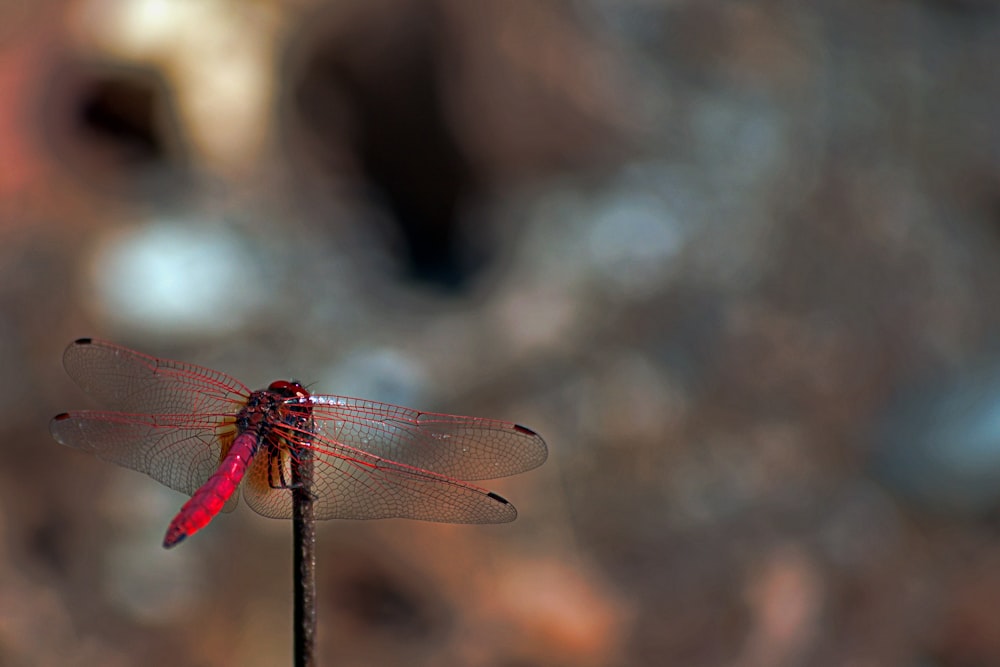 red dragonfly during daytime