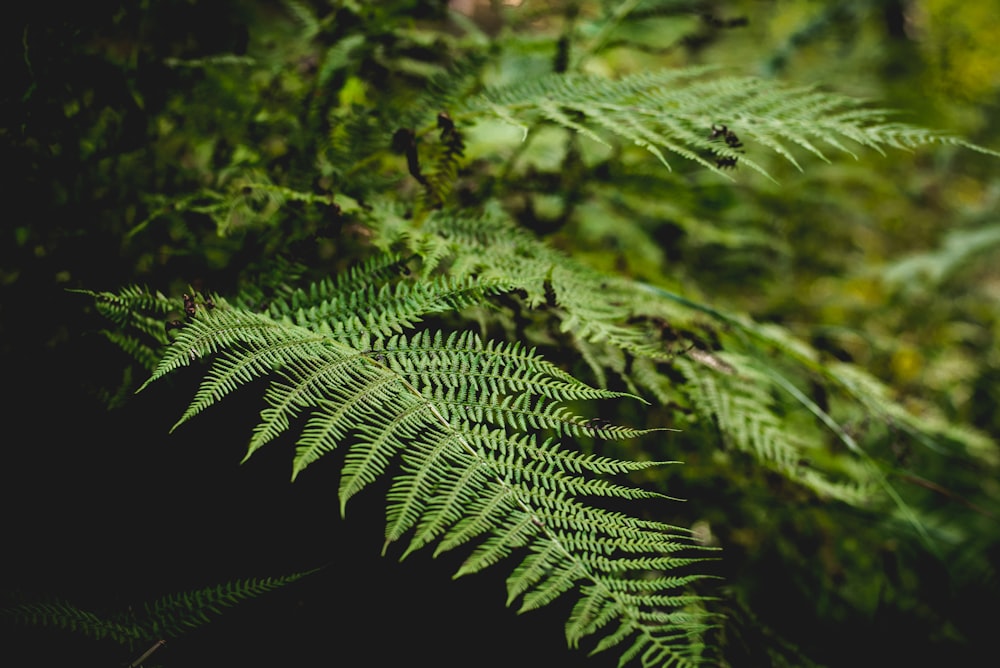 tilt shift lens shot of green fern plant